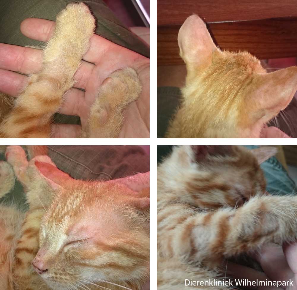 Een kitten van 3 maanden met kalige plekken 2 weken later